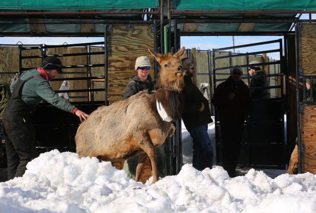 Elk Brucellosis Study